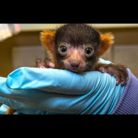 Qué Bonito: Nace un raro “Lémur” en San Diego