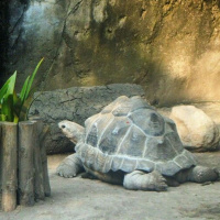 Que Bonito: Zoológico pierde Tortuga gigante