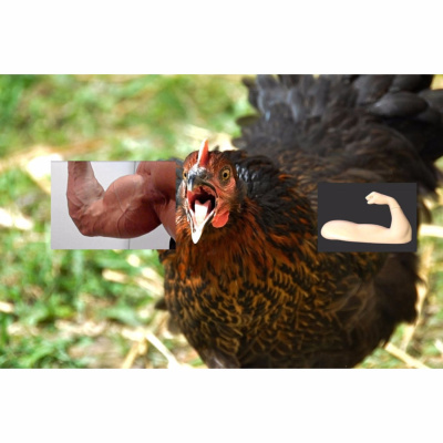 Talk With A Hen Podast