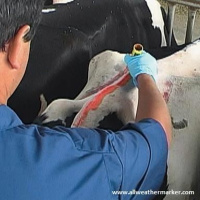 Heat Stress  Reproduction: Part 2 Minimizing Reproductive Losses