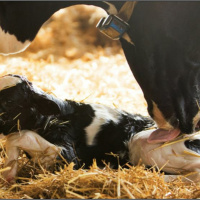 Heat Stress  Reproduction: Part 4 Strategies During Difficult Financial Times