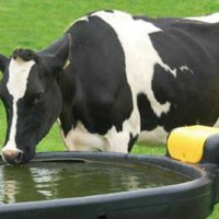 Heat Stress  Nutrition and Water: Part 4 Water Recommendations