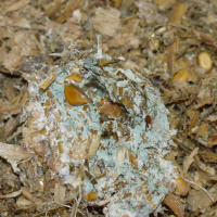 Heat Stress  Nutrition and Water: Part 3 Summer Feed Storage Management