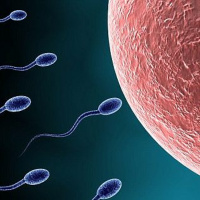 Heat Stress  Reproduction: Part 1 What Happens to Reproduction?