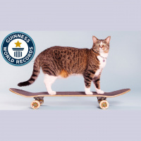 83: #LTT - Listen To This With Cliff  Sharon - This cat can skate board way better than you can...