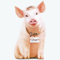 530. Babe  Babe: Pig in the City