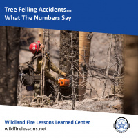 Tree Felling Accidents...What The Numbers Say