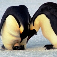 5 Differences Between Emperor and King Penguins