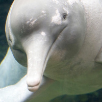 The Dolphins That Are Really Pink!