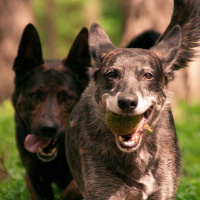 Gray Wolf Ancestor of the Domestic Dog