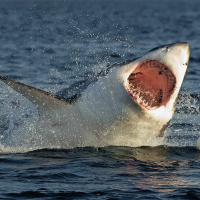 5 Great White Shark Myths Debunked