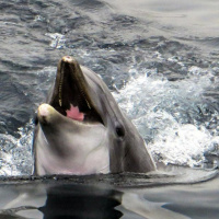 How is the Brain of Dolphins?