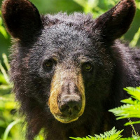 The Fight For Animal Rights