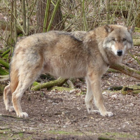 3 Unfounded Myths About Wolves