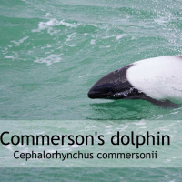 The Amazing Commersons dolphin