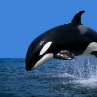 How Can You Describe The Niche Of Orcas