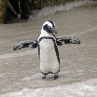 Why Penguins Cannot Fly?