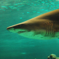 Electroreception In Sharks