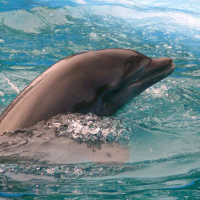 Characteristics of Dolphin Calves