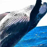 10 Amazing Facts About Humpback Whales