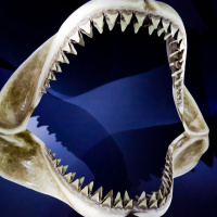 How is the Skeleton of Sharks?