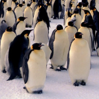 March of the Penguins