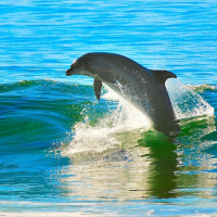12 Amazing Facts About Bottlenose Dolphins