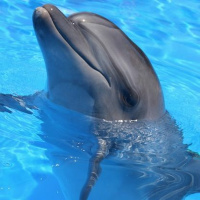 What Are The Natural Predators Of Bottlenose Dolphins