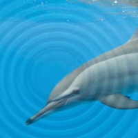 How Echolocation Works in Dolphins?