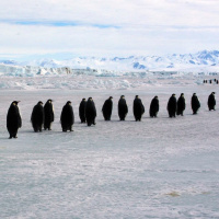 Migration of the Emperor Penguin