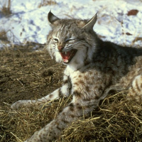 The Bobcat.