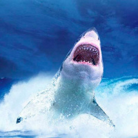 15 Amazing facts About the Great White Shark