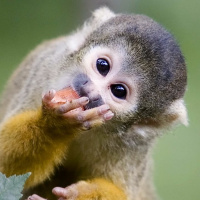 Monkey or Great Ape?