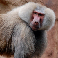 Old World Monkeys Vs. New World Monkeys