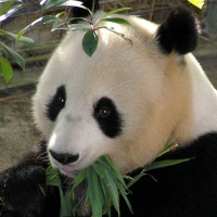 The Giant Panda