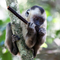 Monkeys that use Tools