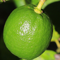 Das Land, wo die Zitronen blühn