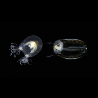 To solve old problems, study new species | Alejandro Sánchez Alvarado