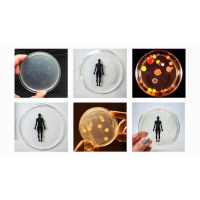 Smelfies, and other experiments in synthetic biology | Ani Liu
