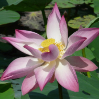 Episode 58 Das Kronenchakra