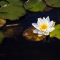 Episode 50 Blumenmeditation