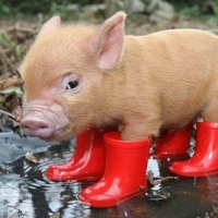 Season 4 - Episode 3: Hammission