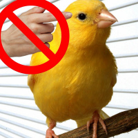 Season 2 - Episode 2: Jimmy Dont Touch That Bird