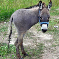 Season 4 - Episode 18: The Whole Ass