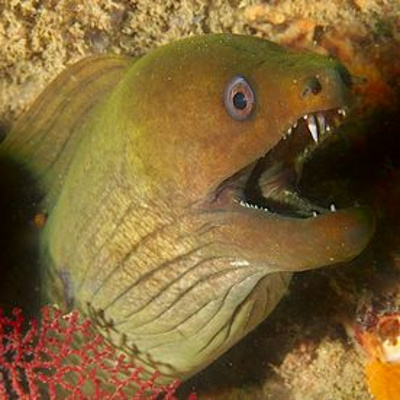 Dudes In A Comic Shop