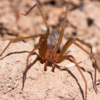 ¿Arañas violinistas? Diego Barrales Alcalá nos habla de esta peligrosa especie