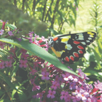 Creating a Habitat For Critters Is As Easy As Adding Water