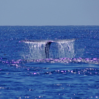 Blue Whale Songs Are Changing. Its Not Good News.