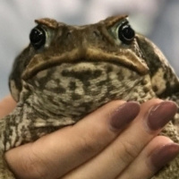 Cane Toad Genome Could Finally Solve A Worldwide Pest Problem