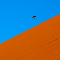 The Five Critical Christian Leadership Qualities – Servant, Shepherd, Steward, Sage  Seer